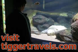 Here Adam watches the sleeping turtle. Adam is a tall 14 years old. Here Adam watches the sleeping turtle. Adam is a tall 14 years old. - Alligator Snapping Turtle - Fishes of Oklahoma Exhibit - Oklahoma Aquarium in Jenks, Oklahoma south of Tulsa