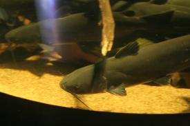  - Channel Catfish - Fishes of Oklahoma Exhibit - Oklahoma Aquarium in Jenks, Oklahoma south of Tulsa