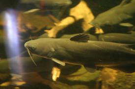  - Channel Catfish - Fishes of Oklahoma Exhibit - Oklahoma Aquarium in Jenks, Oklahoma south of Tulsa
