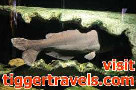 Click to enlarge image - Blue Catfish - Fishes of Oklahoma Exhibit - Oklahoma Aquarium in Jenks, Oklahoma south of Tulsa