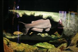 Click to enlarge image  - Blue Catfish - Fishes of Oklahoma Exhibit - Oklahoma Aquarium in Jenks, Oklahoma south of Tulsa