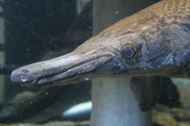 Alligator Gar - Fishes of Oklahoma Exhibit