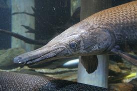 Click to enlarge image - Alligator Gar - Fishes of Oklahoma Exhibit - Oklahoma Aquarium in Jenks, Oklahoma south of Tulsa
