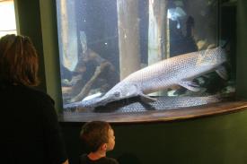 Click to enlarge image  - Alligator Gar - Fishes of Oklahoma Exhibit - Oklahoma Aquarium in Jenks, Oklahoma south of Tulsa