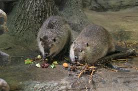  - Mammals of Oklahoma - Hayes Family Ozark Stream Exhibit - Oklahoma Aquarium in Jenks, Oklahoma south of Tulsa