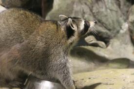  - Mammals of Oklahoma - Hayes Family Ozark Stream Exhibit - Oklahoma Aquarium in Jenks, Oklahoma south of Tulsa