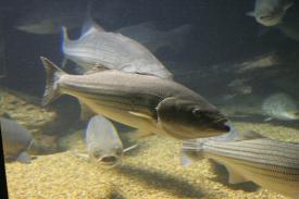  - Striped Bass - Fishes of Oklahoma Exhibit - Oklahoma Aquarium in Jenks, Oklahoma south of Tulsa