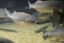  - Striped Bass - Fishes of Oklahoma Exhibit - Oklahoma Aquarium in Jenks, Oklahoma south of Tulsa