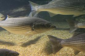  - Striped Bass - Fishes of Oklahoma Exhibit - Oklahoma Aquarium in Jenks, Oklahoma south of Tulsa