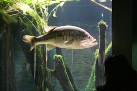  - Largemouth Bass - Fishes of Oklahoma Exhibit - Oklahoma Aquarium in Jenks, Oklahoma south of Tulsa