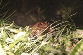 American Bullfrog - Fishes of Oklahoma Exhibit