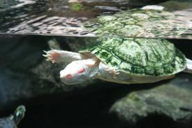 Click to enlarge image  - Albino Red Ear Slider - Fishes of Oklahoma Exhibit - Oklahoma Aquarium in Jenks, Oklahoma south of Tulsa