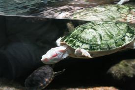 Click to enlarge image  - Albino Red Ear Slider - Fishes of Oklahoma Exhibit - Oklahoma Aquarium in Jenks, Oklahoma south of Tulsa