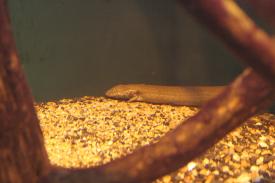 Click to enlarge image - Lesser Siren - Fishes of Oklahoma Exhibit - Oklahoma Aquarium in Jenks, Oklahoma south of Tulsa