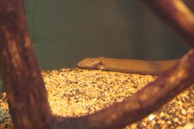Click to enlarge image  - Lesser Siren - Fishes of Oklahoma Exhibit - Oklahoma Aquarium in Jenks, Oklahoma south of Tulsa