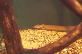 Click to enlarge image - Lesser Siren - Fishes of Oklahoma Exhibit - Oklahoma Aquarium in Jenks, Oklahoma south of Tulsa