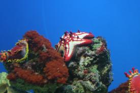 Red Spined Star - Biodiversity Exhibit