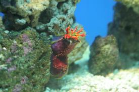 Australian Sea Apple - Biodiversity Exhibit