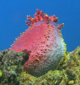 Click to enlarge image  - Australian Sea Apple - Biodiversity Exhibit - Oklahoma Aquarium in Jenks, Oklahoma south of Tulsa