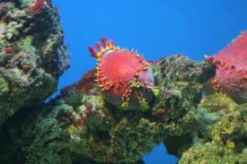 Click to enlarge image  - Australian Sea Apple - Biodiversity Exhibit - Oklahoma Aquarium in Jenks, Oklahoma south of Tulsa