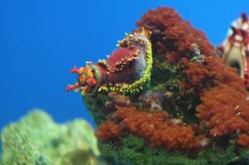 Click to enlarge image  - Australian Sea Apple - Biodiversity Exhibit - Oklahoma Aquarium in Jenks, Oklahoma south of Tulsa