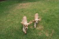 Click to enlarge image - Our Pupies - George and Ringo and Mandy