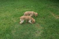 Click to enlarge image - Our Pupies - George and Ringo and Mandy