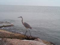 Click to enlarge image - Around Port A - Animals