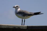 Click to enlarge image  - August in Port Aransas - A hot month in Port A