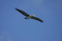 Click to enlarge image  - August in Port Aransas - A hot month in Port A