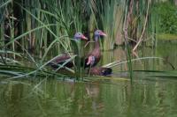 Click to enlarge image  - Whistling Ducks - At the Birding Center