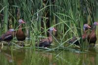 Whistling Ducks