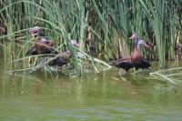 Click to enlarge image  - Whistling Ducks - At the Birding Center