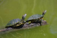 Turtles Red Eared Sliders