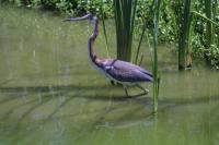 Click to enlarge image  - Lousisianna Tri Color Heron - At the Birding Center