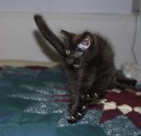 Click to enlarge image  - New Family Member - Macavity