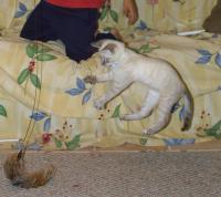 Click to enlarge image - Victor - Our New Cat