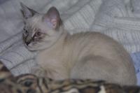 Click to enlarge image - Victor - Our New Cat