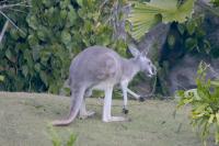 Click to enlarge image - Walt Disney World Vacation - Animal Kingdom - Page Two