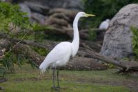 Click to enlarge image - Walt Disney World Vacation - Animal Kingdom - Page Two